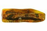 Fossil Beetle (Coleoptera) & Four Flies (Diptera) In Baltic Amber #166209-6